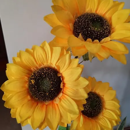 Sunflower Sea View With Magnificent Terrace In Serra Da Pescaria, - Portugal בית נופש *