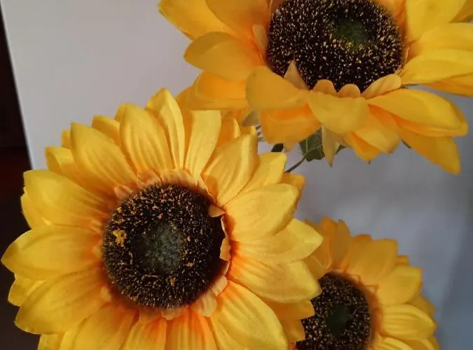 Sunflower Sea View With Magnificent Terrace In Serra Da Pescaria, - Portugal Hébergement de vacances *